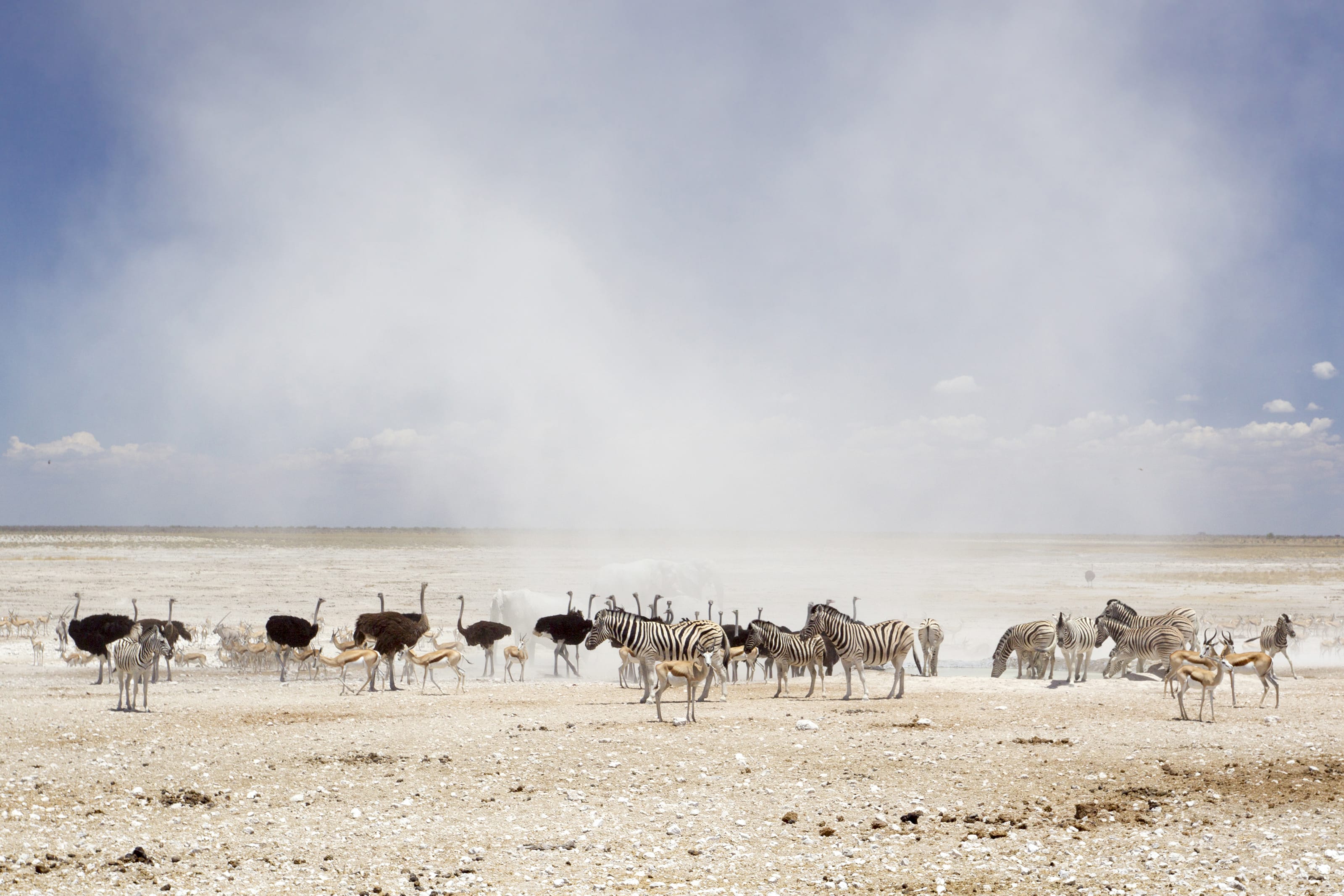 Namibia Etosha National Park